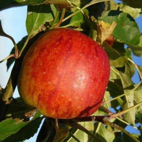 Produktbild 4