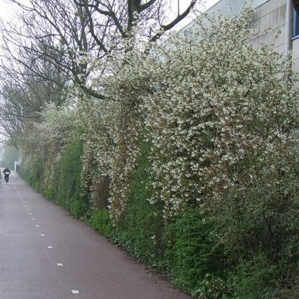 Vorschaubild 1