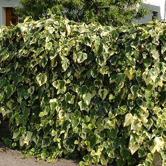 Vorschaubild 2